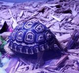hatchling.jpg