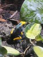 IMG_5284.jpeg