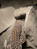 IMG_0486.jpeg