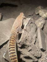 IMG_0487.jpeg