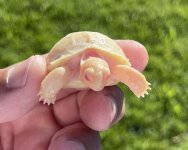 albino5.5.jpg