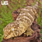ug_high_pink_pike_island_6.jpg