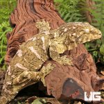 ug_high_pink_pike_island_3.jpg