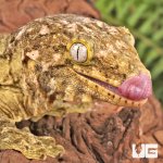 ug_high_pink_pike_island_1.jpg