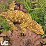ug_Male_Pine_Island_x_#3_1.jpg