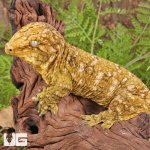 ug_Male_Pine_Island_x_#3_5.jpg