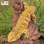 ug_Male_Pine_Island_x_#3_3.jpg