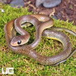 ug_Indo_Chinese_Rat_Snake_5.jpg