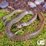 ug_Indo_Chinese_Rat_Snake_4.jpg