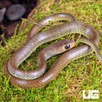 ug_Indo_Chinese_Rat_Snake_3.jpg