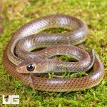 ug_Indo_Chinese_Rat_Snake_2.jpg