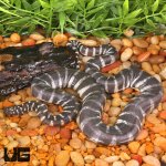 ug_Marine_FIle_Snake_4.jpg