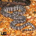 ug_Marine_FIle_Snake_3.jpg