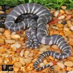 ug_Marine_FIle_Snake_2.jpg