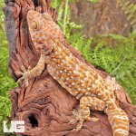 ug_Female_Albino_Tokay_Gecko_1.jpg
