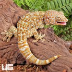 ug_Female_Albino_Tokay_Gecko_2.jpg