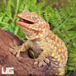 ug_Female_Albino_Tokay_Gecko_3.jpg