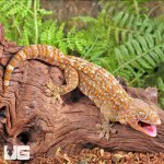 ug_Female_Albino_Tokay_Gecko_4.jpg