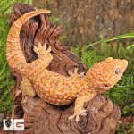 ug_Albino_Tokay_Gecko_4.jpg