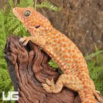 ug_Albino_Tokay_Gecko_3.jpg