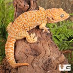 ug_Albino_Tokay_Gecko_2.jpg