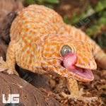 ug_Albino_Tokay_Gecko_1.jpg