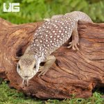 ug_Baby_Savannah_Monitor_4.jpg