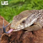 ug_Baby_Savannah_Monitor_3.jpg