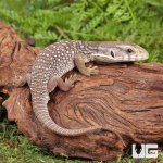 ug_Baby_Savannah_Monitor_2.jpg