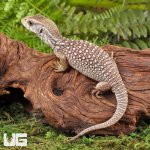 ug_Baby_Savannah_Monitor_1.jpg