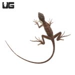 ug_baby_green_basilisk_4.jpg