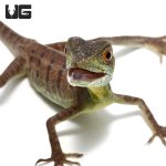 ug_baby_green_basilisk_3.jpg