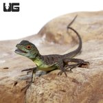 ug_baby_green_basilisk_2.jpg