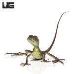 ug_baby_green_basilisk_1.jpg