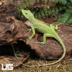 ug_Neotropical_Green_Anole_2.jpg