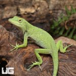 ug_Neotropical_Green_Anole_1.jpg