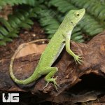 ug_Neotropical_Green_Anole_4.jpg