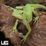 ug_Neotropical_Green_Anole_5.jpg