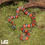 ug_Baby_Stuarts_Milksnake_3.jpg