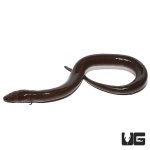 ug_two_toed_amphiuma_4.jpg