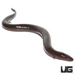 ug_two_toed_amphiuma_3.jpg