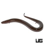 ug_two_toed_amphiuma_2.jpg