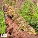 ug_Female_Pine_Island_#4_1.jpg