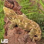 ug_Female_Pine_Island_#4_4.jpg