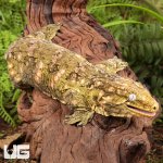 ug_Female_Pine_Island_#4_3.jpg