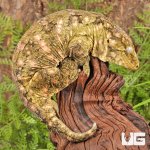 ug_Female_Pine_Island_#4_5.jpg