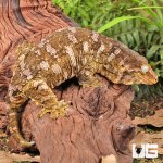 ug_Female_Pine_Island_#10_3.jpg