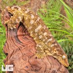ug_Female_Pine_Island_#10_2.jpg