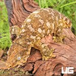 ug_Female_Pine_Island_#10_1.jpg