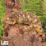ug_Female_Pine_Island_#10_5.jpg